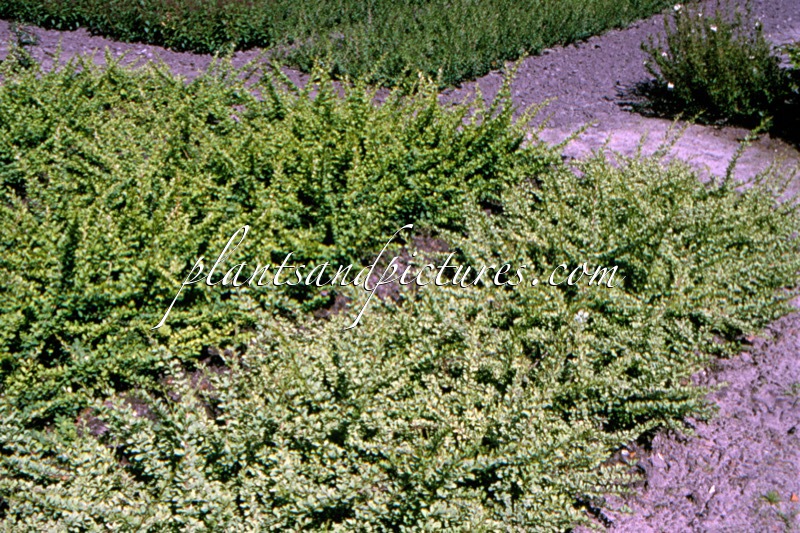 Berberis thunbergii ‘Silver Carpet’