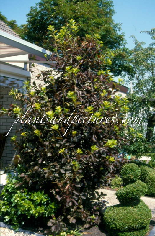 Prunus virginiana ‘Shubert’