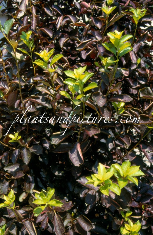 Prunus virginiana ‘Shubert’