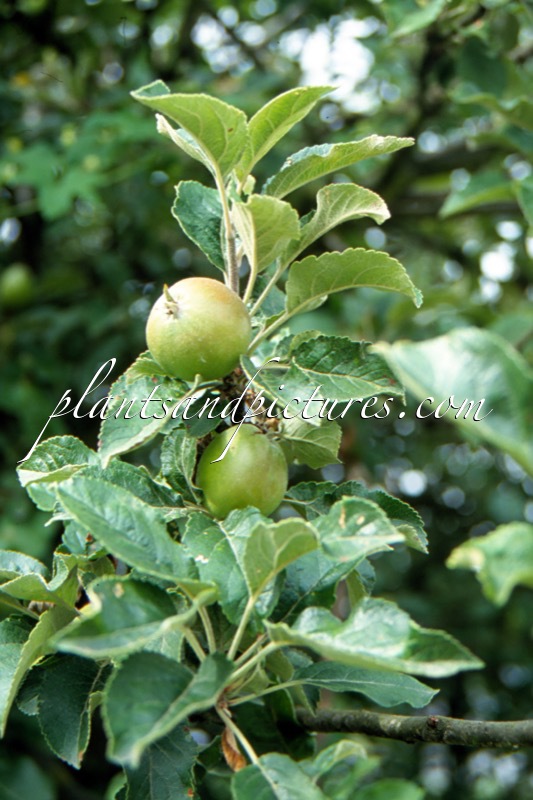 Malus sylvestris