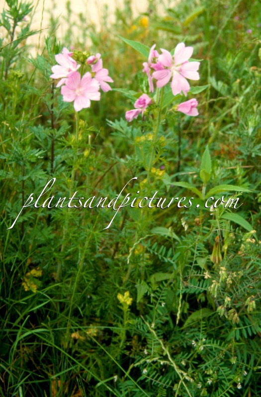 Malva moschata
