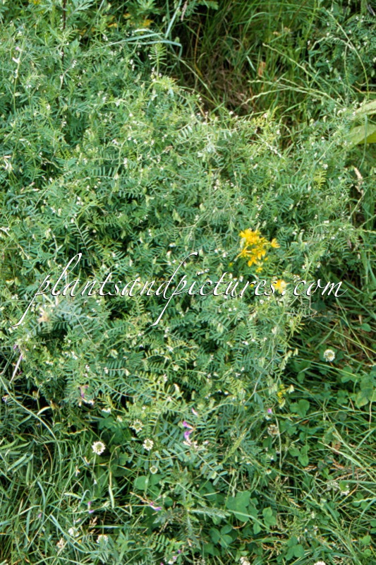 Vicia hirsuta