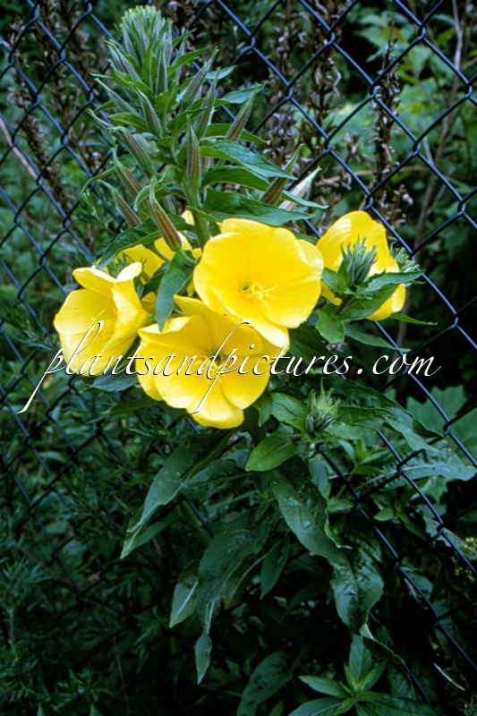 Oenothera glazioviana