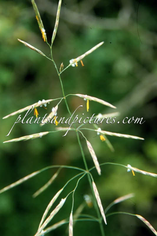 Bromopsis inermis subsp. inermis