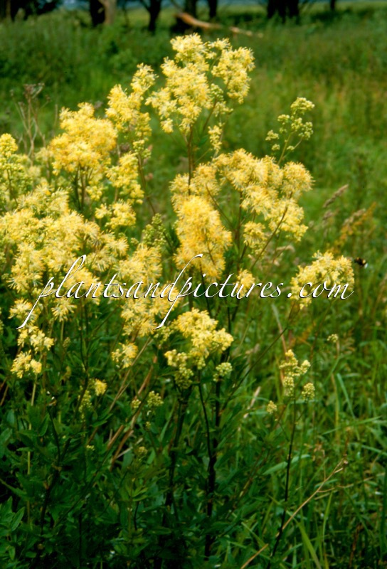 Thalictrum flavum