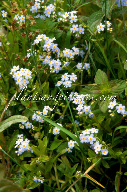Myosotis palustris