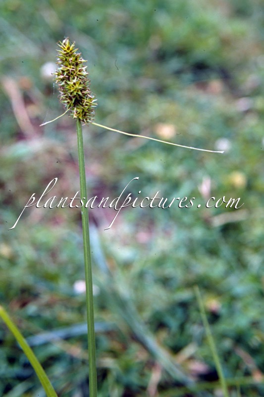 Carex otrubae
