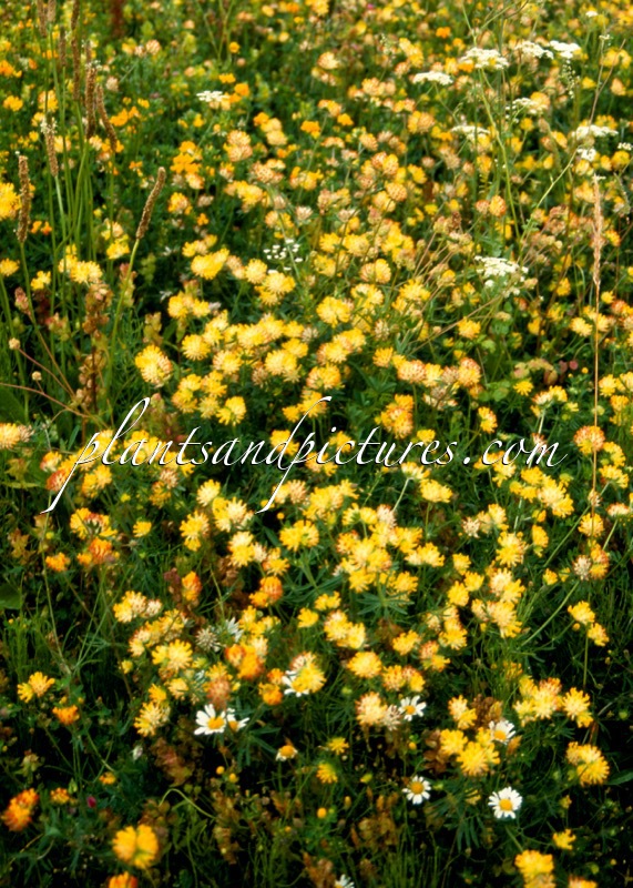 Anthyllis vulneraria
