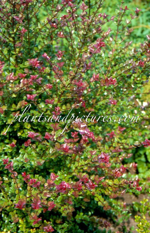 Lonicera nitida ‘Red Tips’