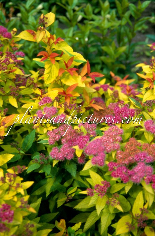 Spiraea japonica ‘Goldflame’