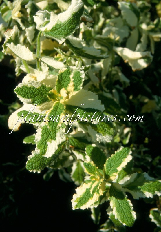 Mentha suaveolens ‘Variegata’