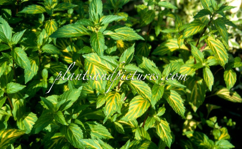 Mentha gentilis ‘Variegata’