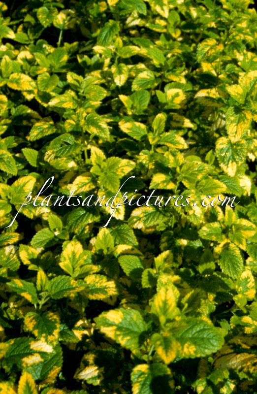 Melissa officinalis ‘Aurea’