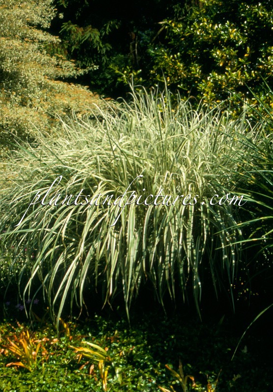Miscanthus sinensis ‘Variegatus’