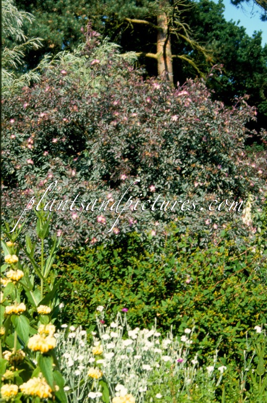 Rosa glauca