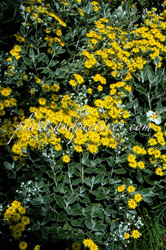 Brachyglottis ‘Sunshine’