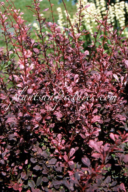 Berberis thunbergii ‘Rose Glow’