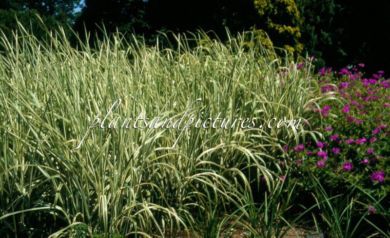 Miscanthus sinensis ‘Variegatus’