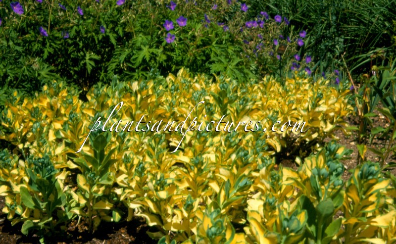 Sedum alboroseum ‘Mediovariegatum’