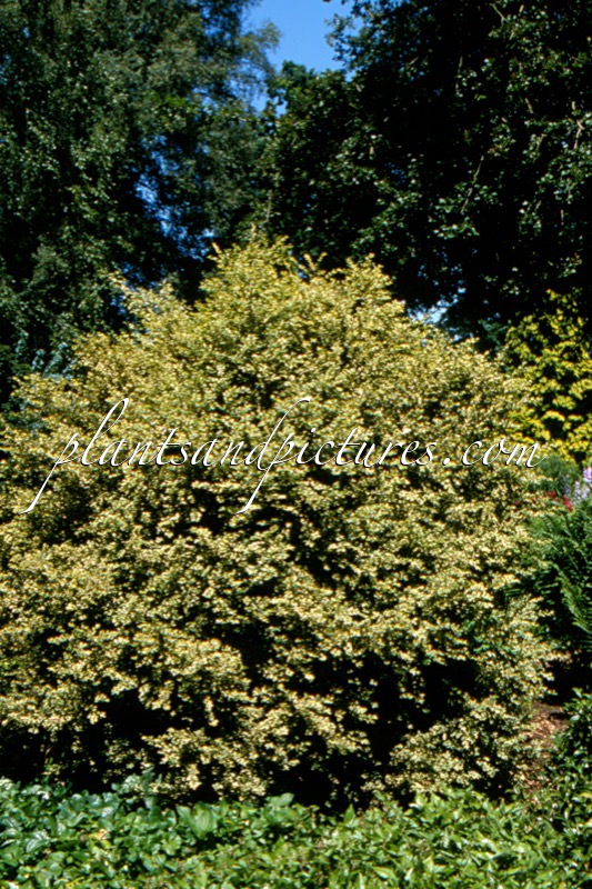 Buxus sempervirens ‘Elegantissima’