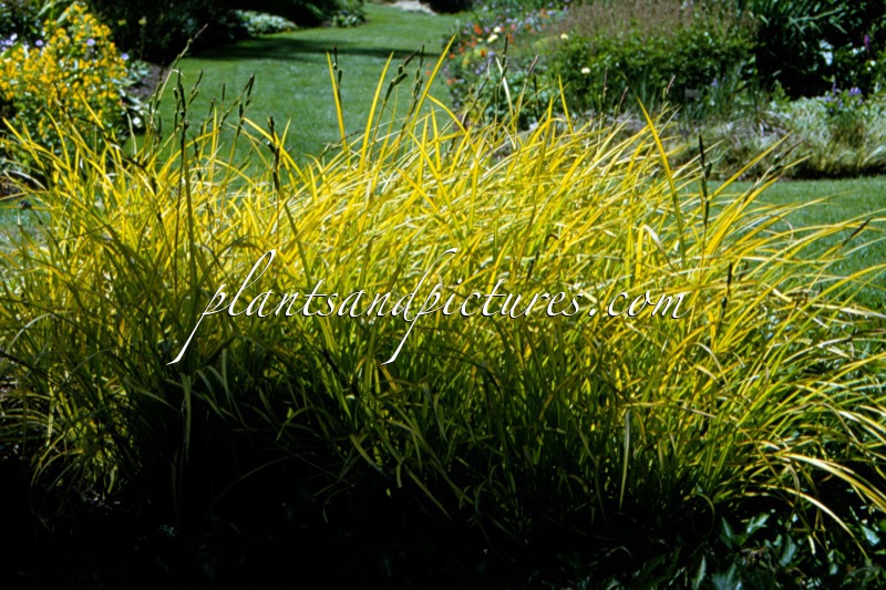 Carex elata ‘Aurea’