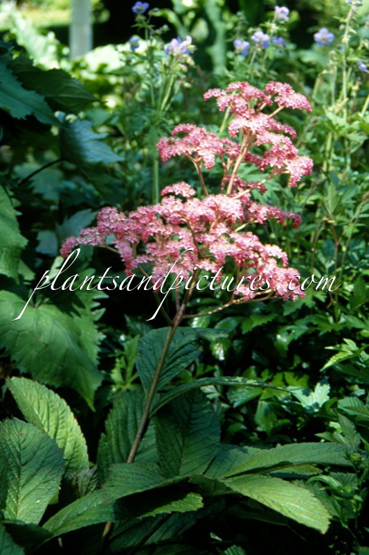 Rodgersia ‘Buckland Beauty’