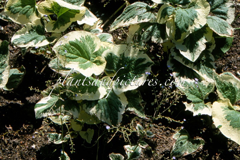 Brunnera macrophylla ‘Dawson’s White’