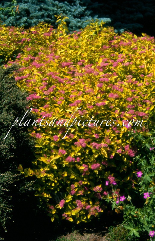 Spiraea japonica ‘Golden Princess’