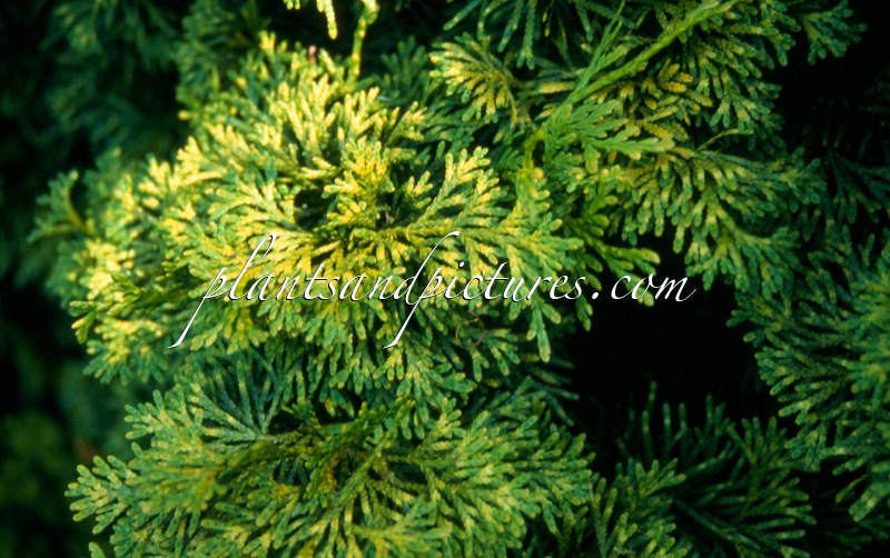 Thuja occidentalis ‘Trompenburg’