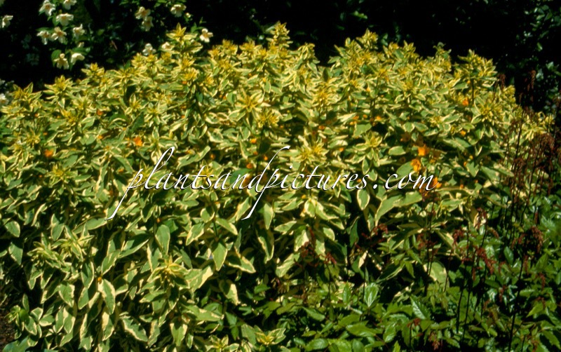 Lysimachia punctata ‘Alexander’