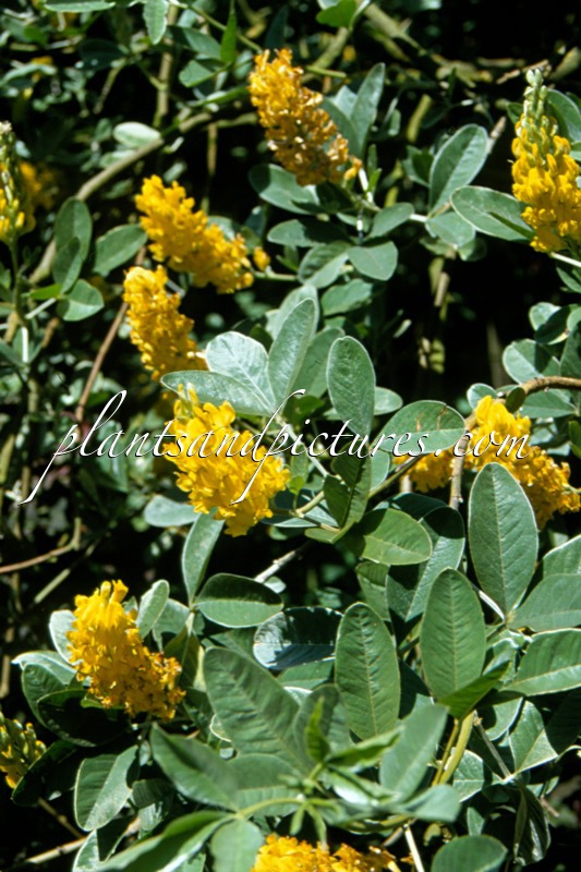 Argyrocytisus battandieri