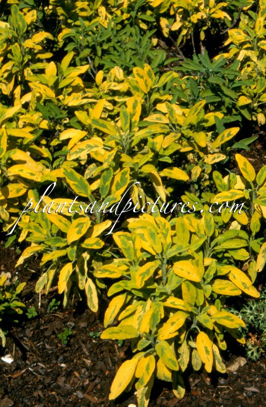 Salvia officinalis ‘Icterina’