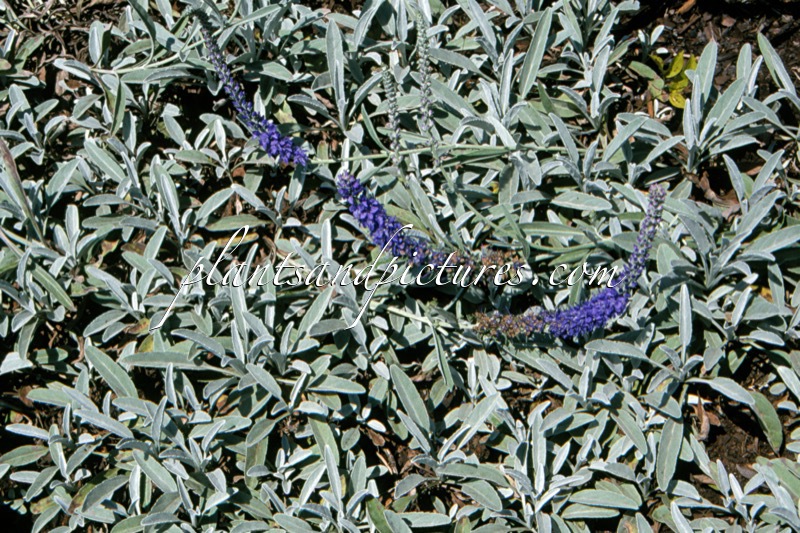 Veronica spicata subsp. incana