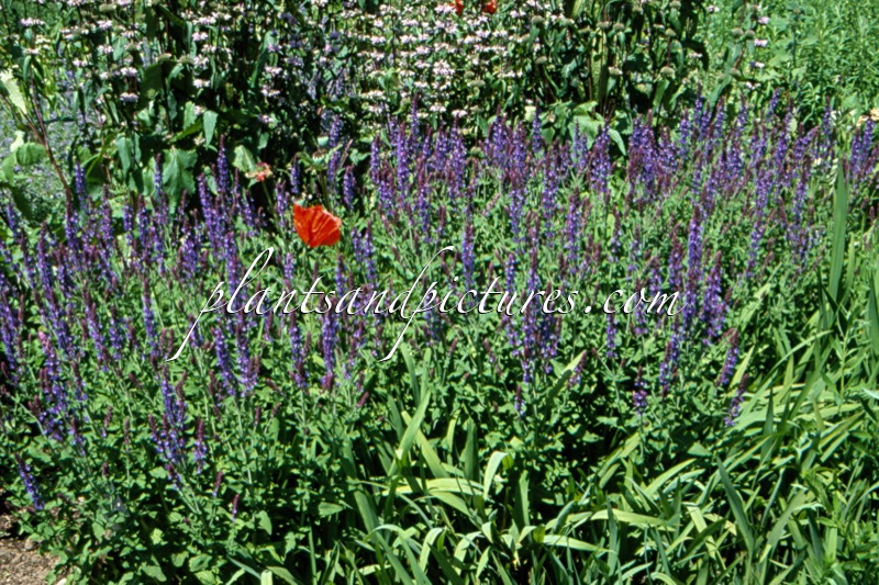 Salvia nemorosa