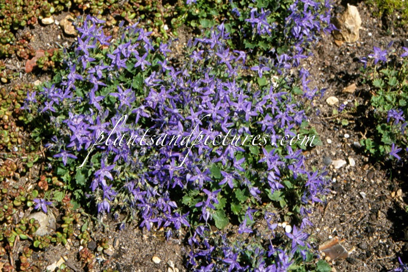 Campanula raddeana