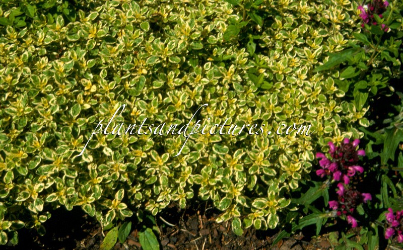 Origanum vulgare ‘County Cream’