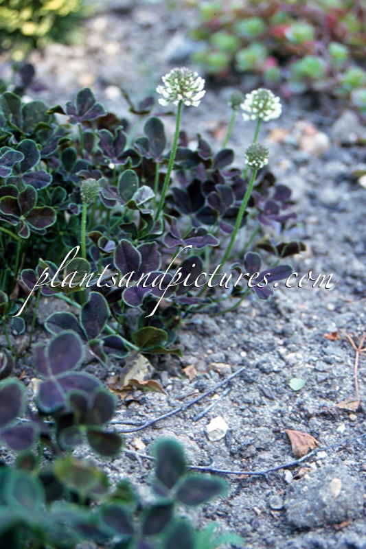 Trifolium repens ‘Purpurascens’