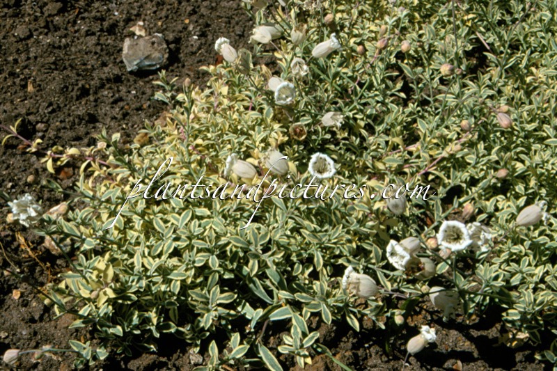 Silene maritima ‘Druett’s Variegated’