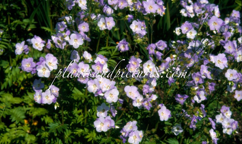 Polemonium ‘Dawn Flight’