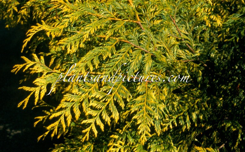 Thuja plicata ‘Zebrina’