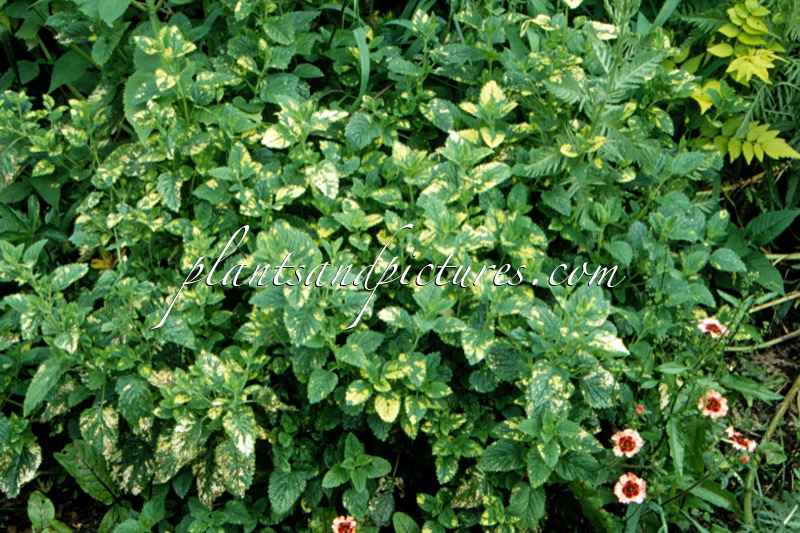 Melissa officinalis ‘Variegata’