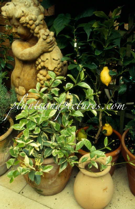 Trachelospermum jasminoides ‘Variegatum’