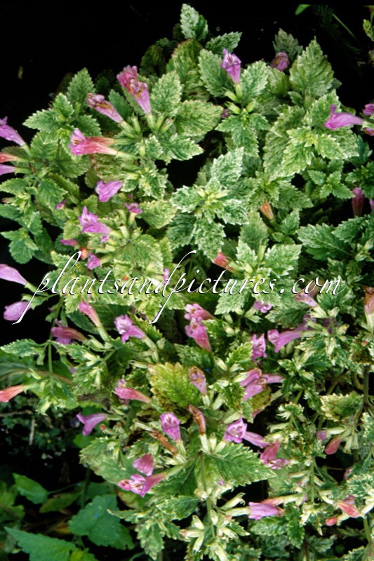 Calamintha grandiflora ‘Variegata’