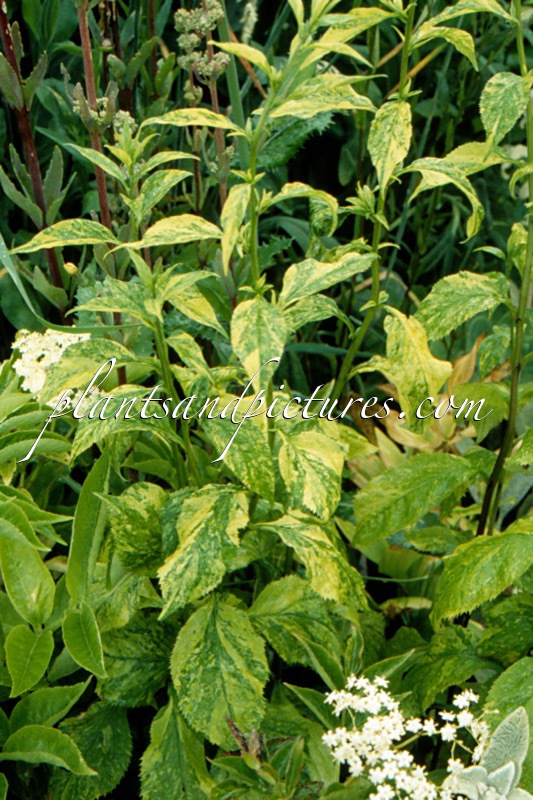 Solidago flexicaulis ‘Variegata’