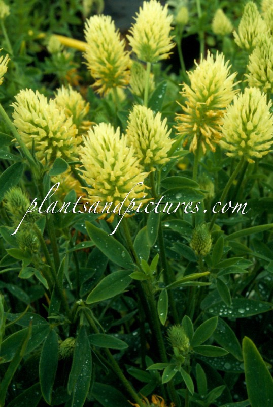 Trifolium pannonicum