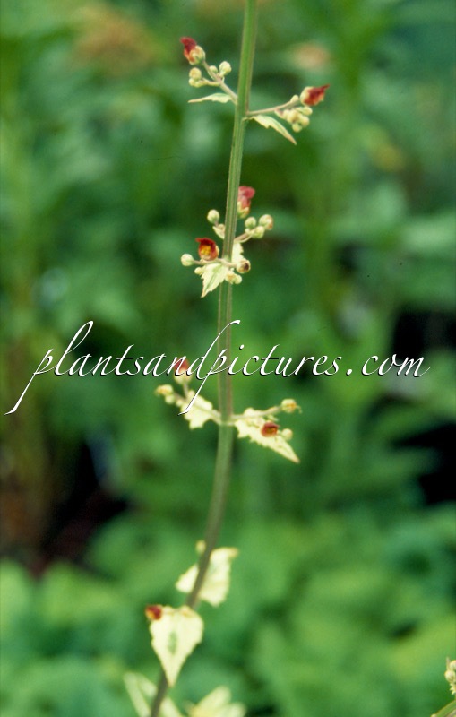 Scrophularia auriculata ‘Variegata’