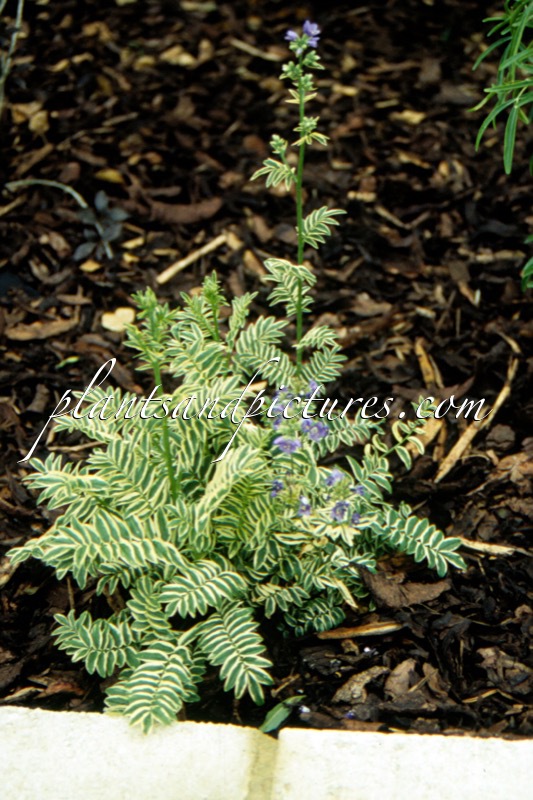 Polemonium caeruleum ‘Blanjou’ (BRISE D’ANJOU)
