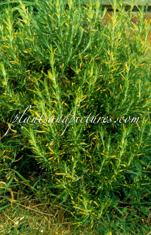 Rosmarinus officinalis ‘Variegatus’