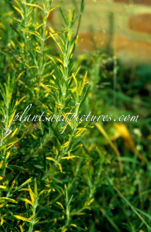 Rosmarinus officinalis ‘Variegatus’