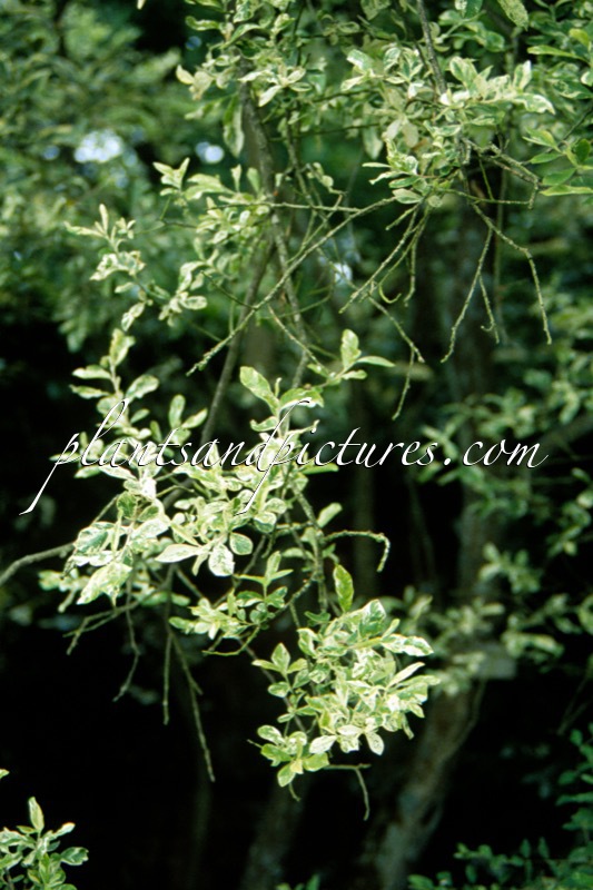 Salix caprea ‘Variegata’